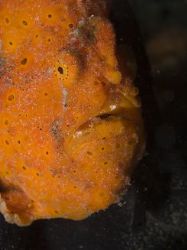 orange frogfish in lembeh strait by Marc Kuiper 